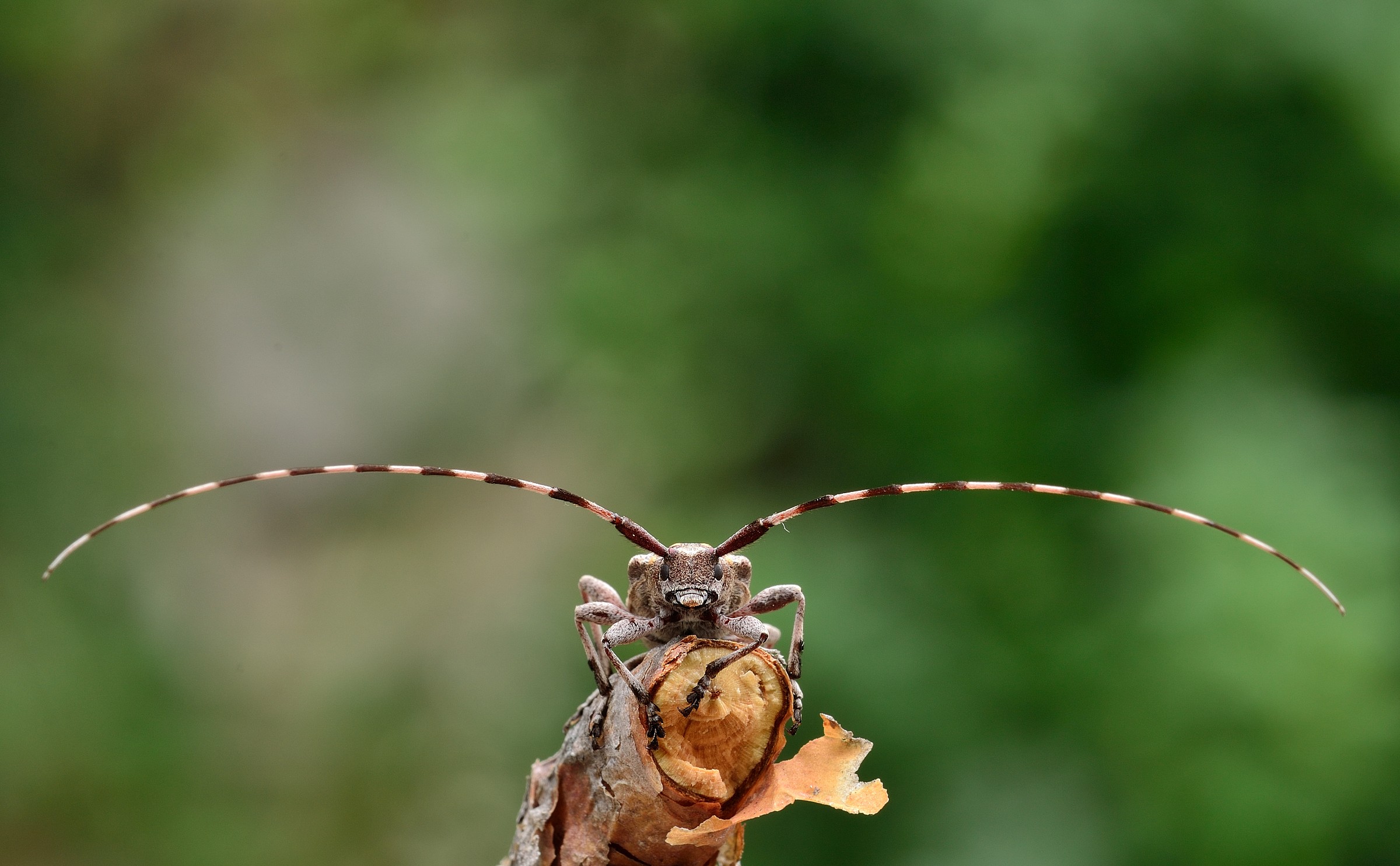 Acanthocinus aedilis
