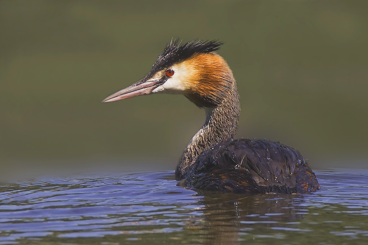 Grebe