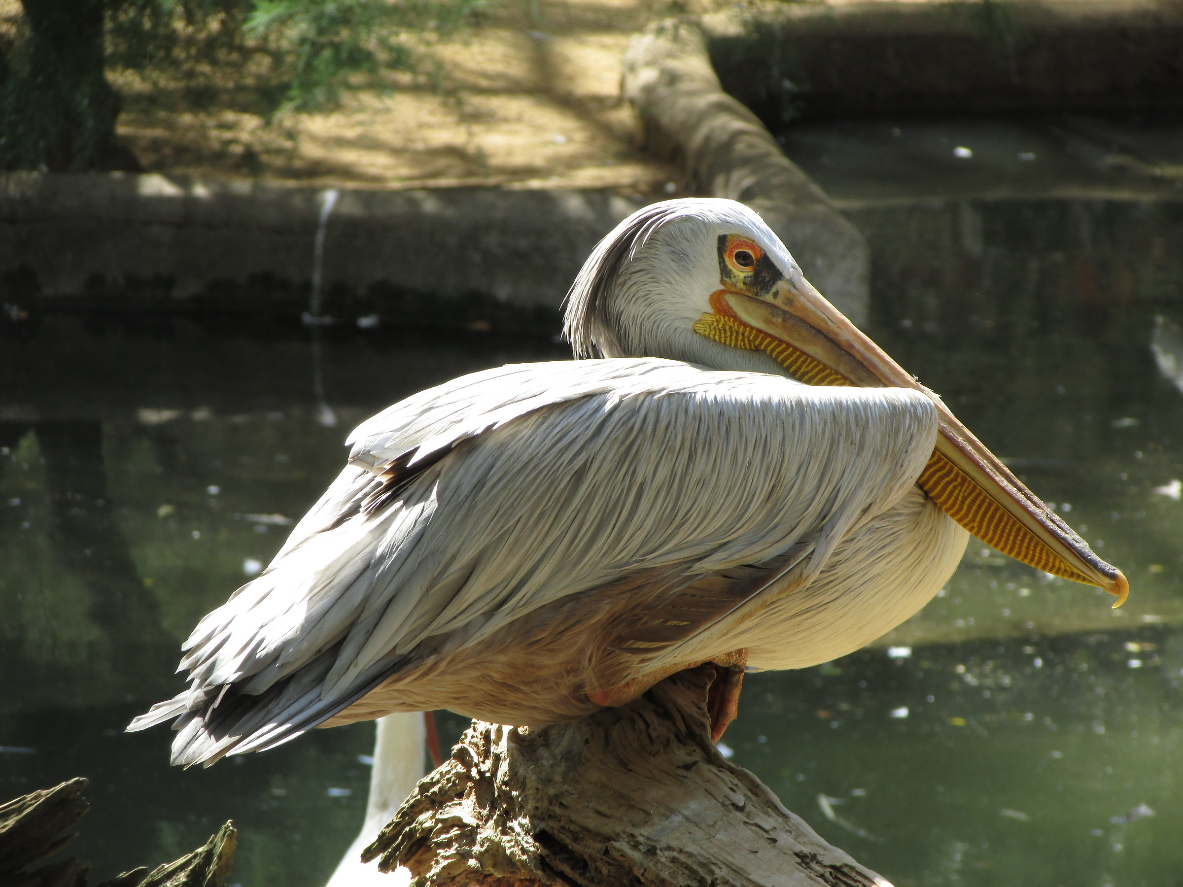 pelican