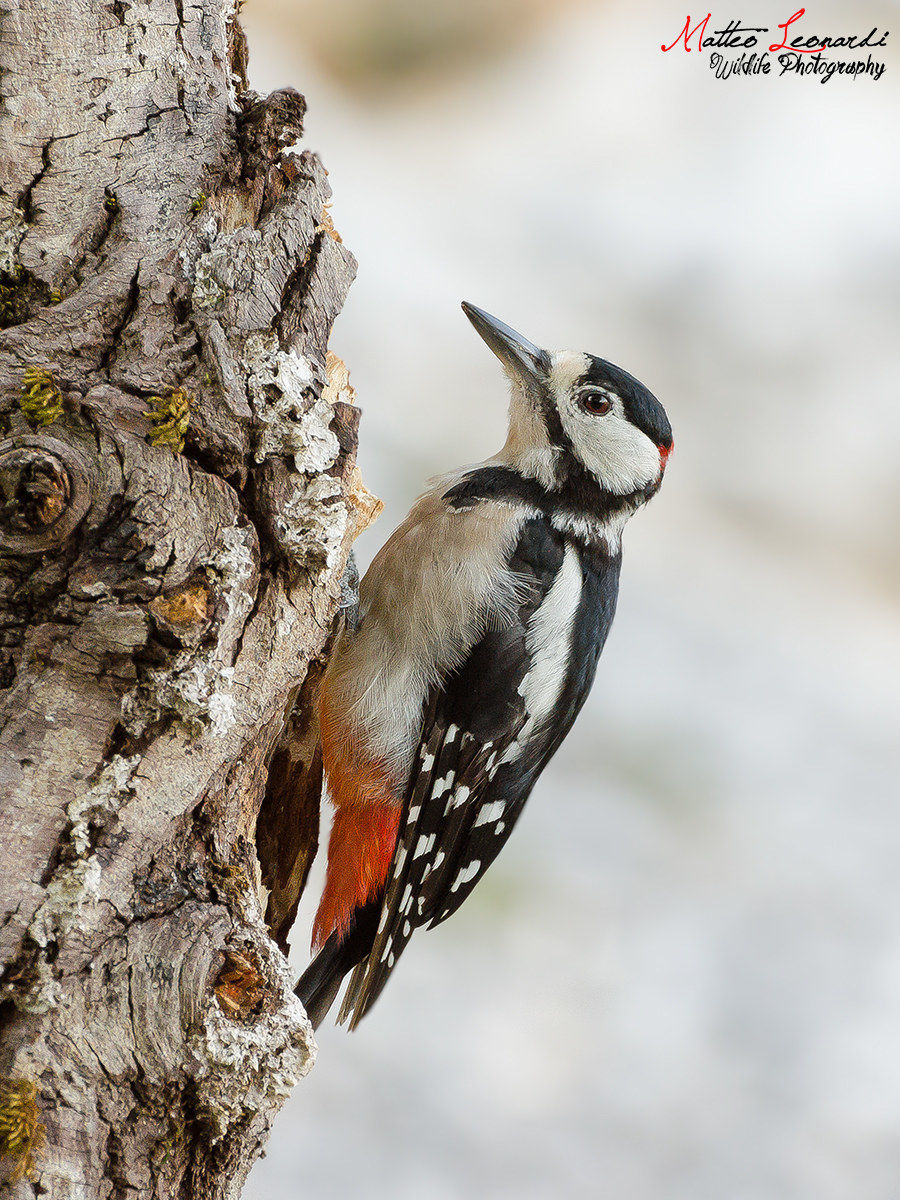 Picchio Rosso Maggiore - Maschio - Alpi Apuane