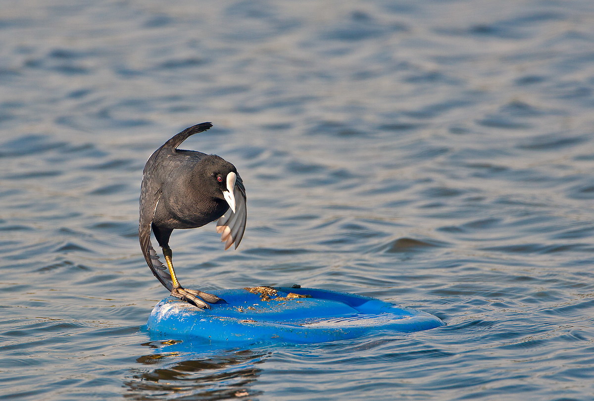 foloafa practicing surfing