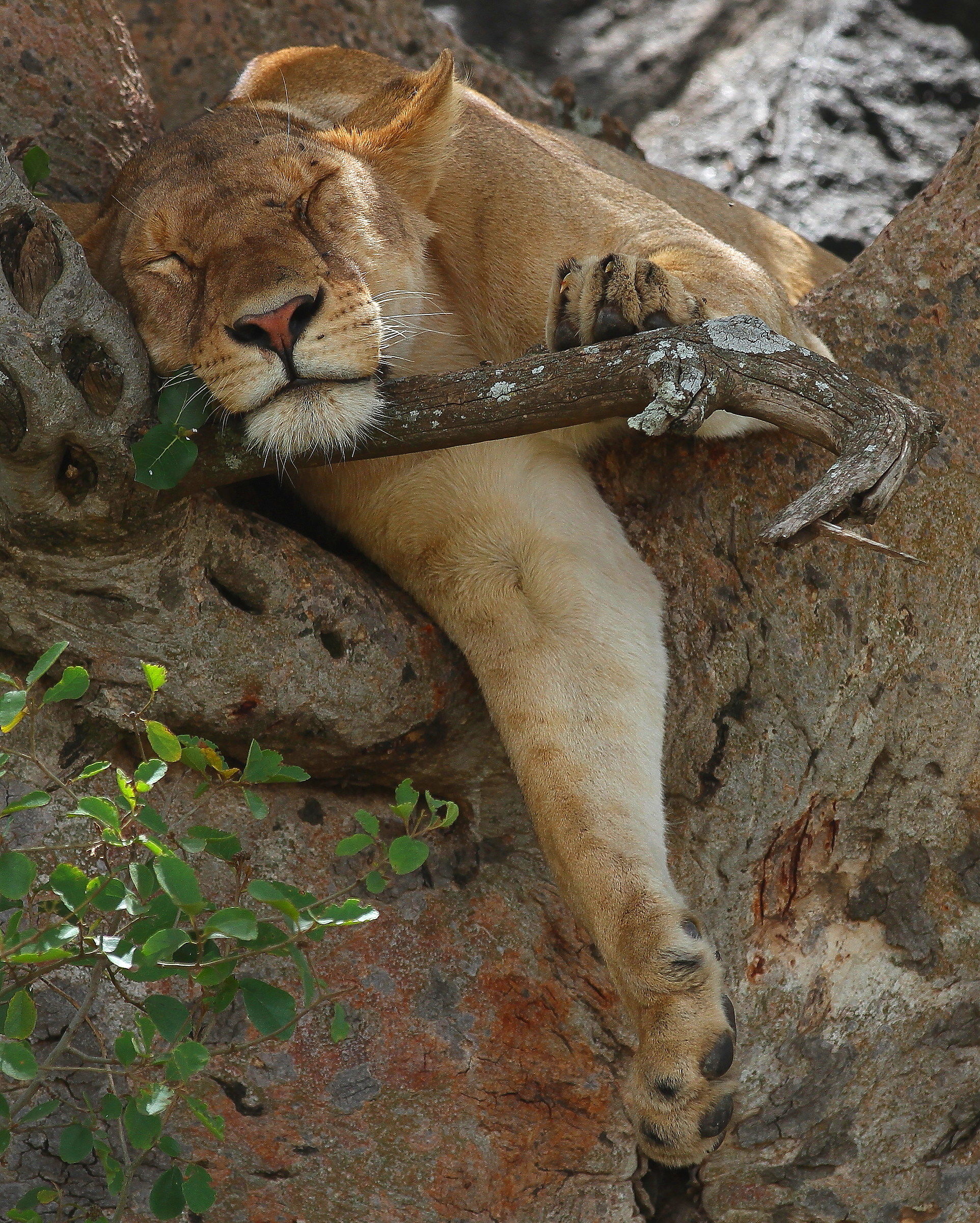 il riposo della guerriera