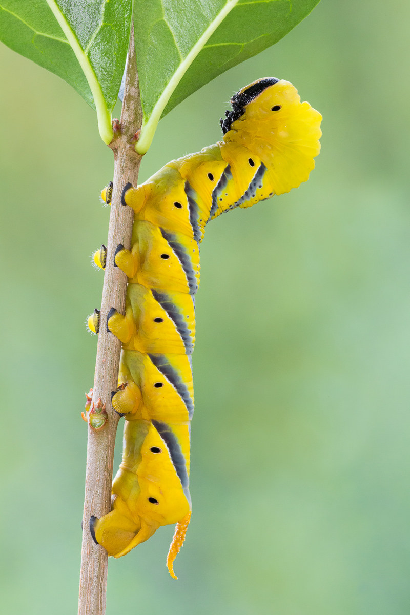 Sfinge testa di morto - bruco maturo...