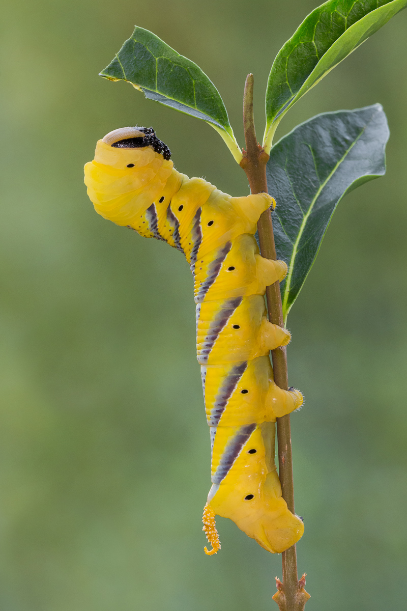 Sphinx head dead - caterpillar mature ...
