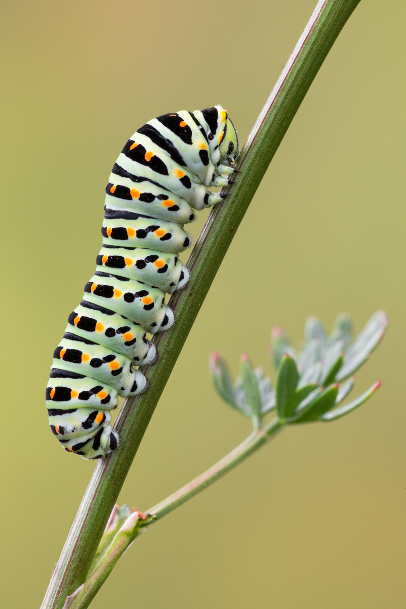 Bruco di Macaone su pianta nutrice...