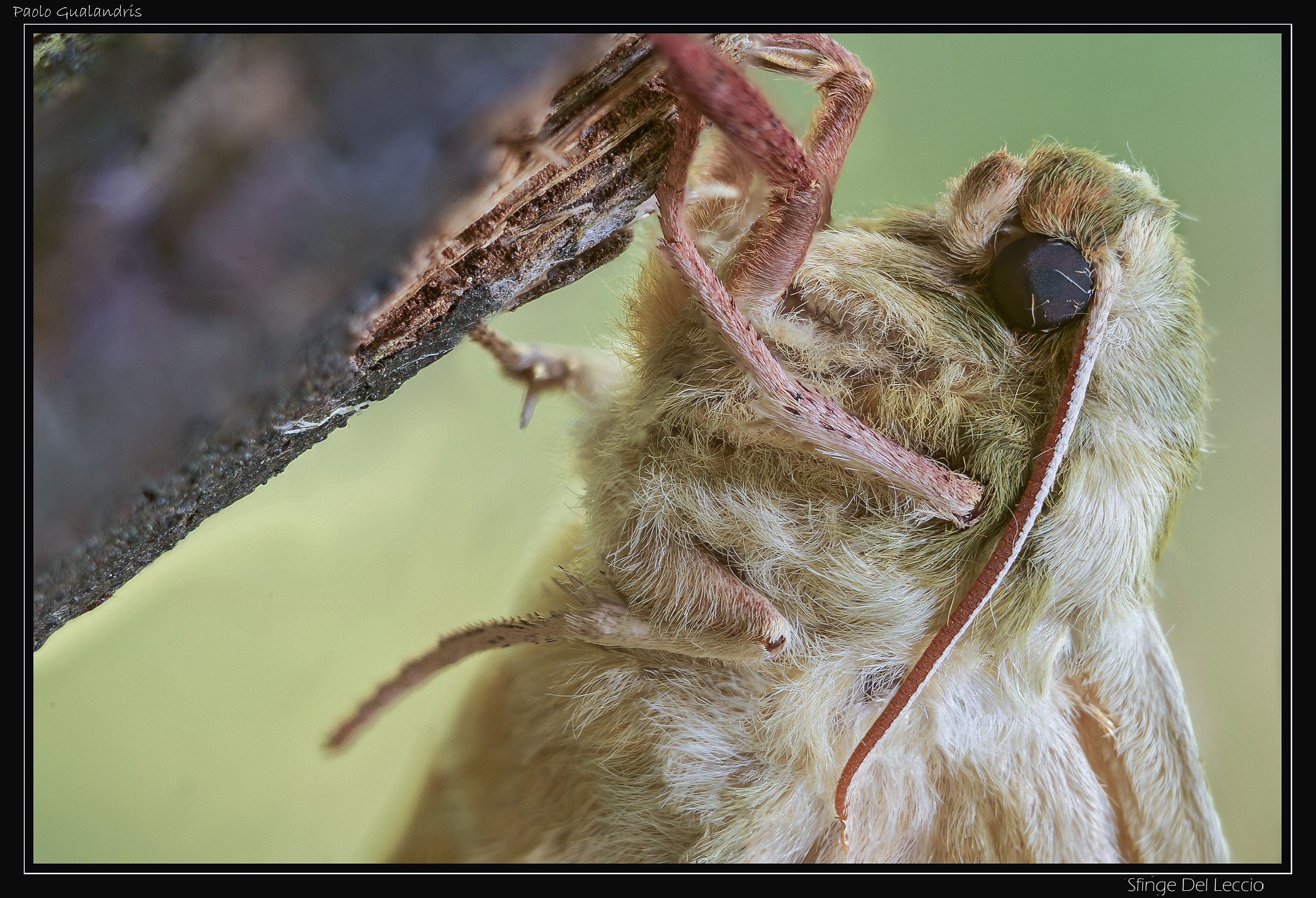 Sphinx Del Leccio (Quercus Marumba)