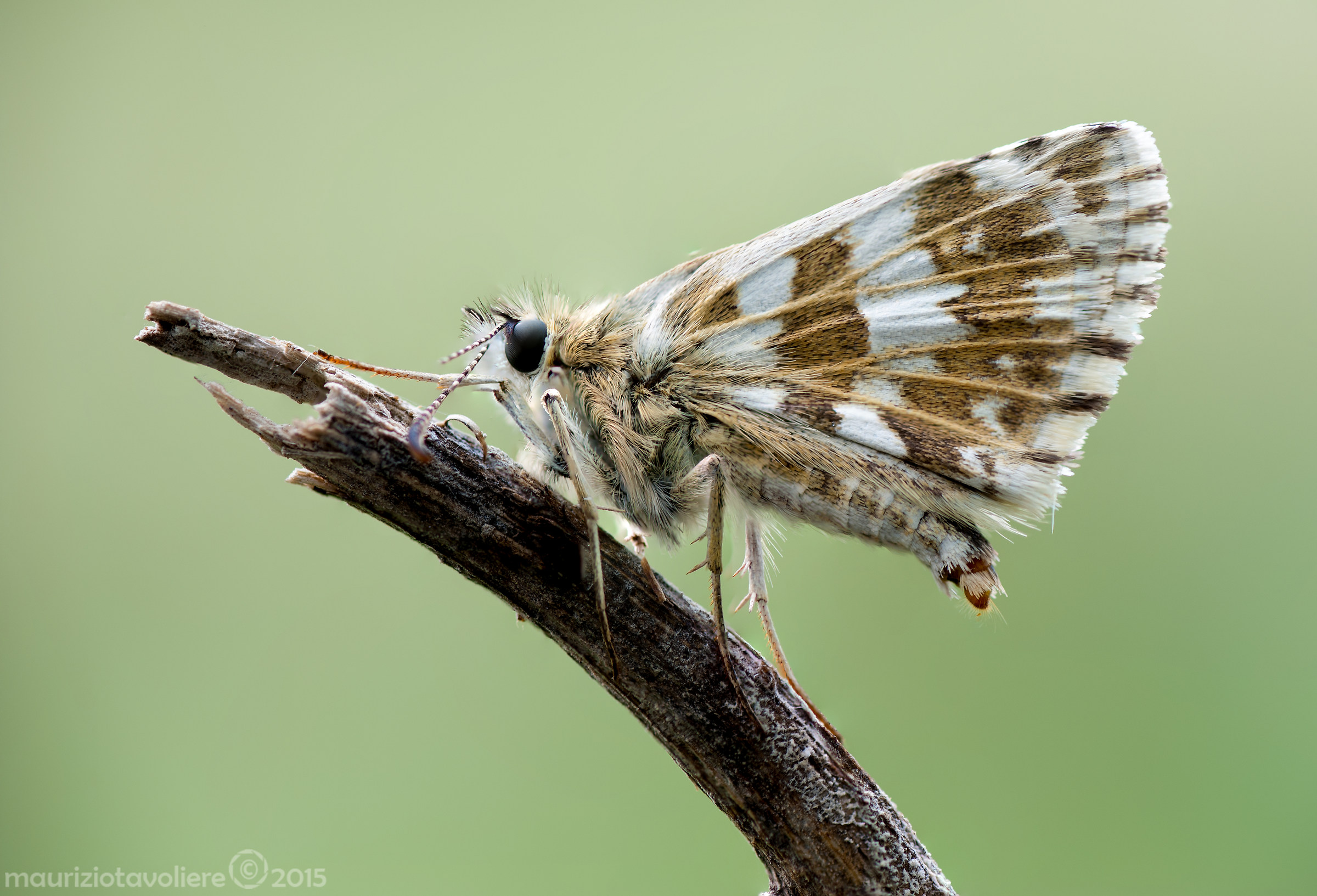 Pyrgus Sp.