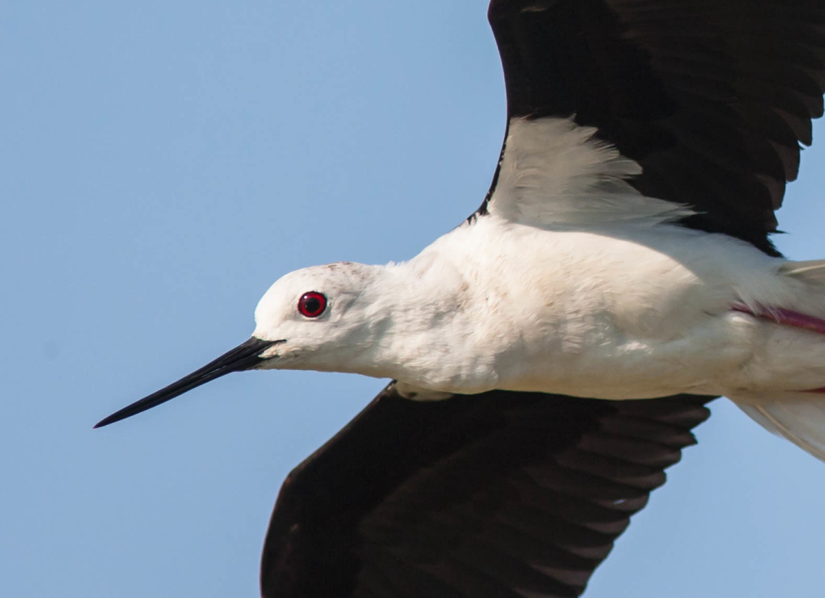 Cavalier in volo, particolare.
