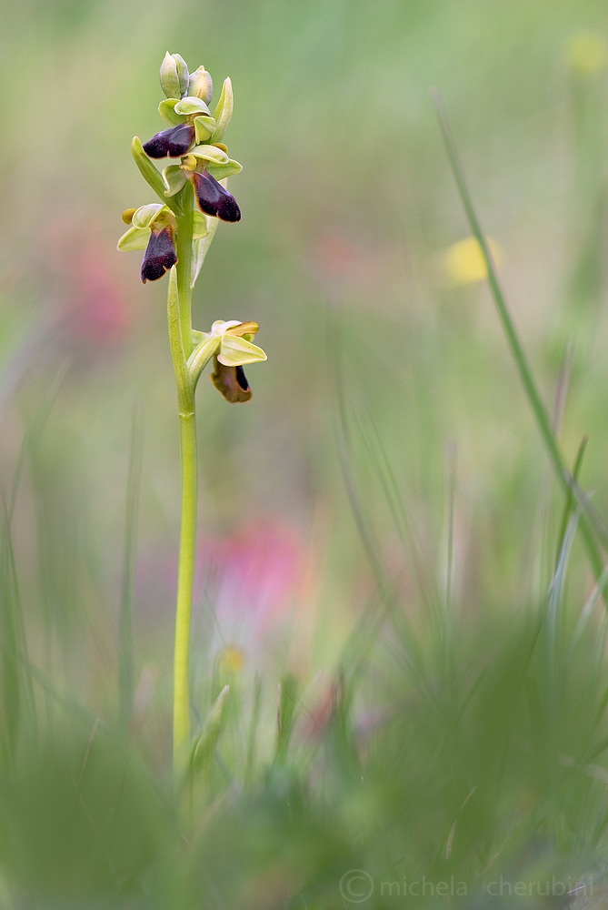 ophrys fusca