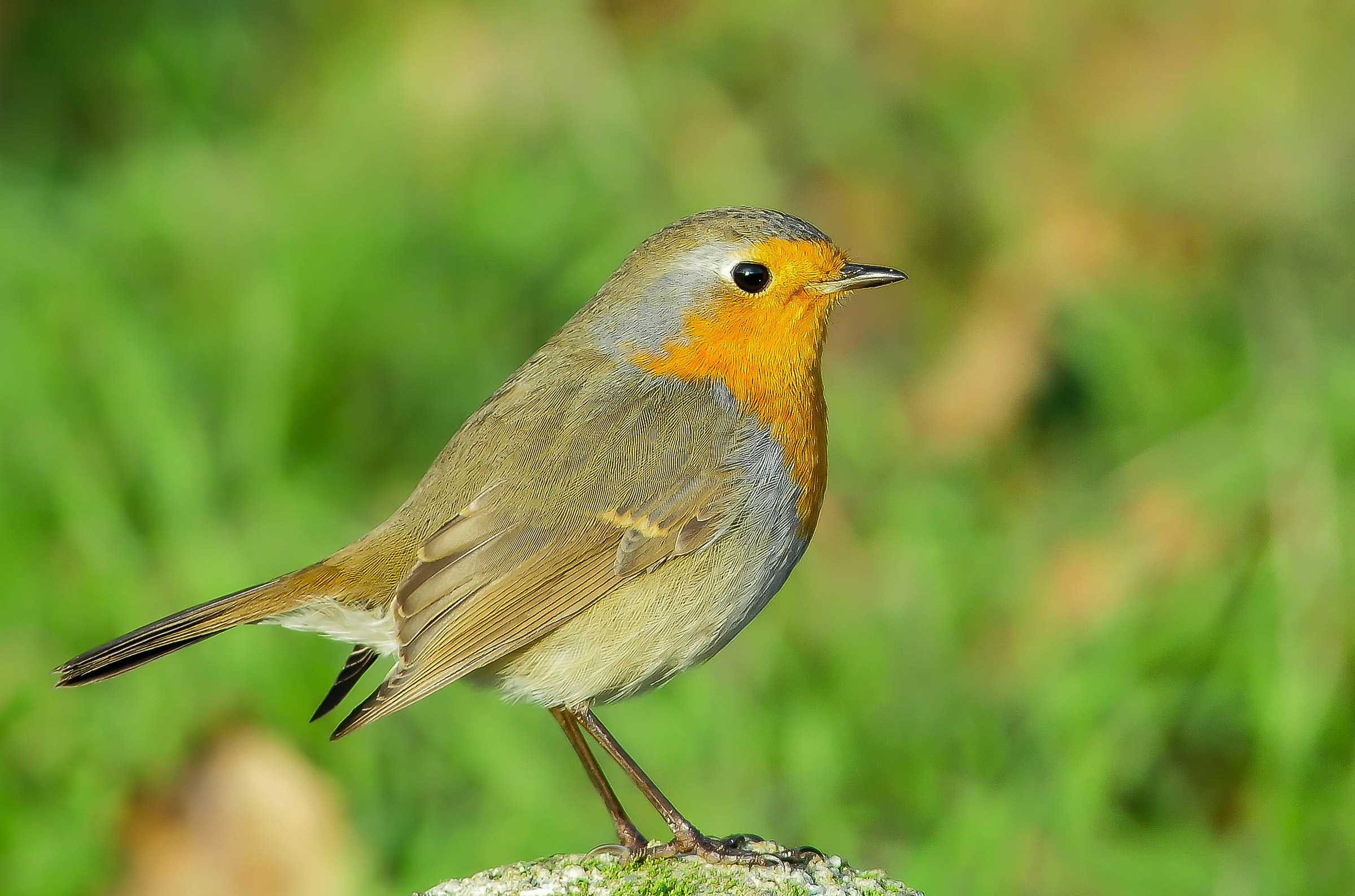 Robin