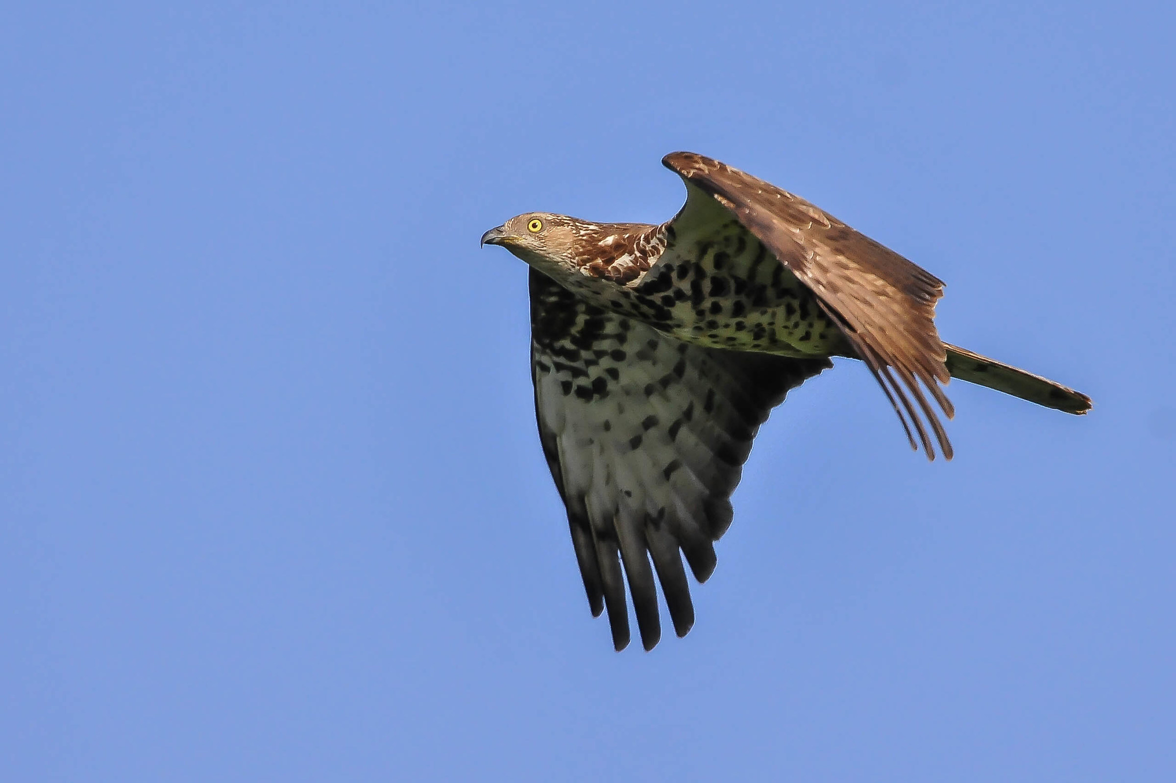 Honey Buzzard