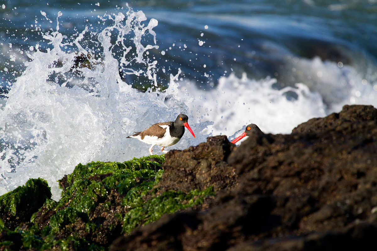 oystercatcher Haematopus ater