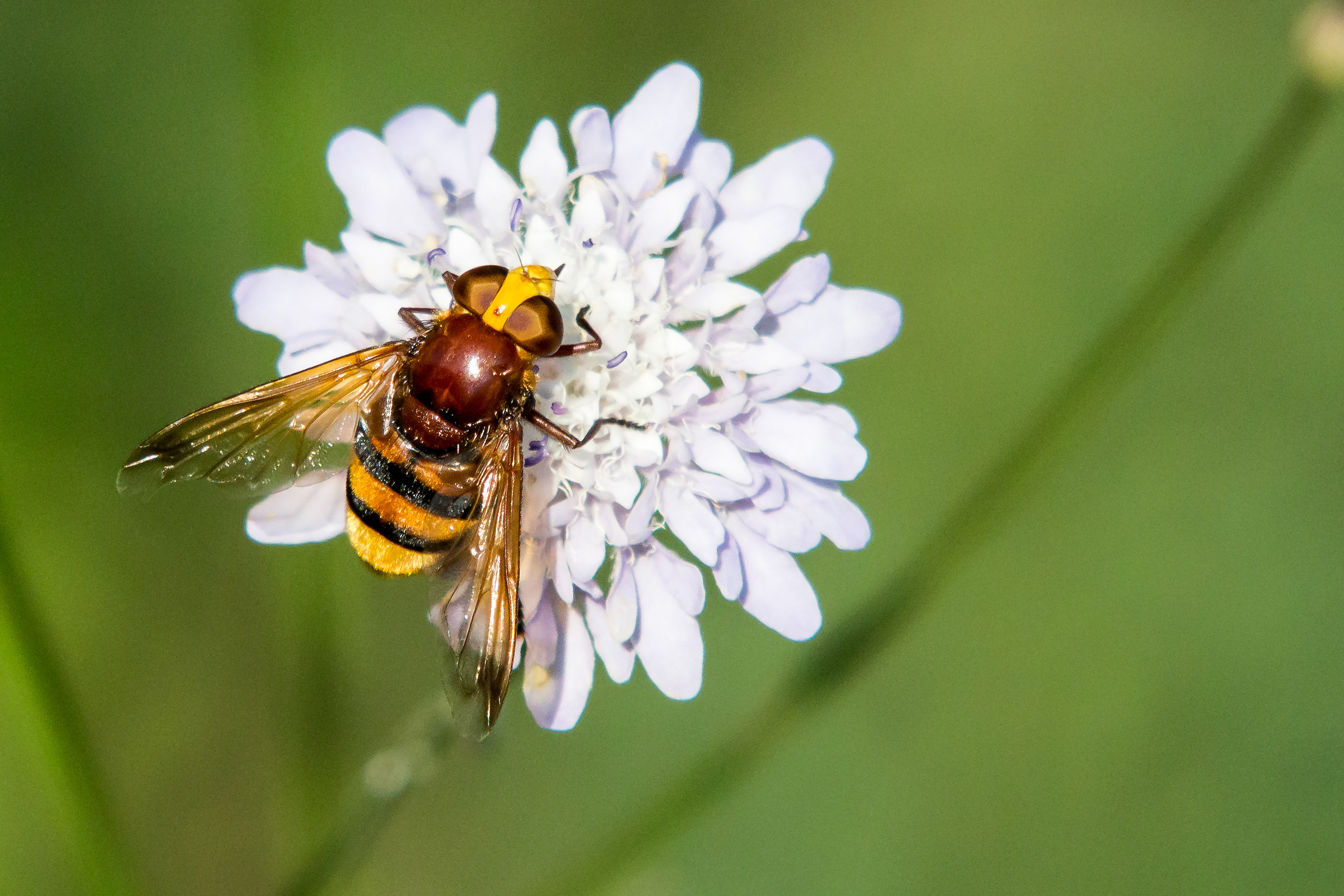 Volucella Zonaria