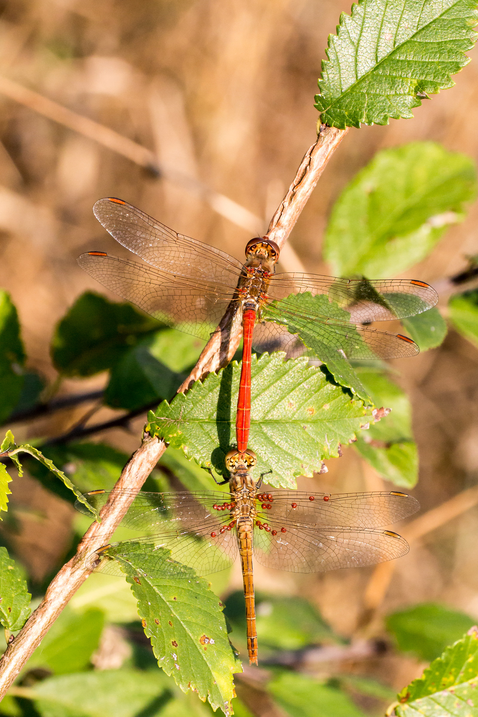 Sympetrum Meridionale