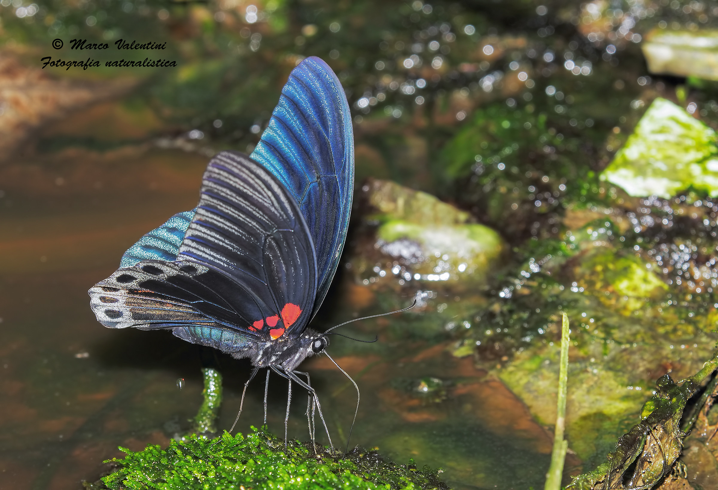 Butterly in the wild