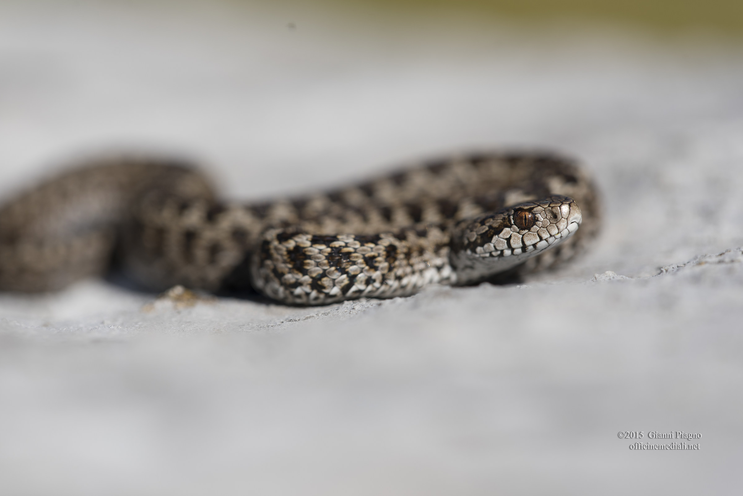 Young Orsini Viper