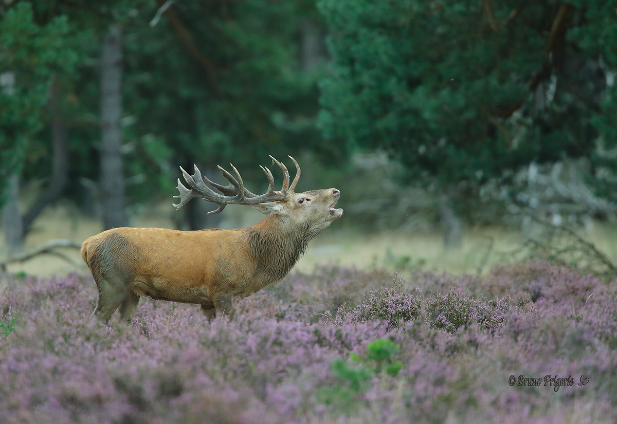 the roar of the deer