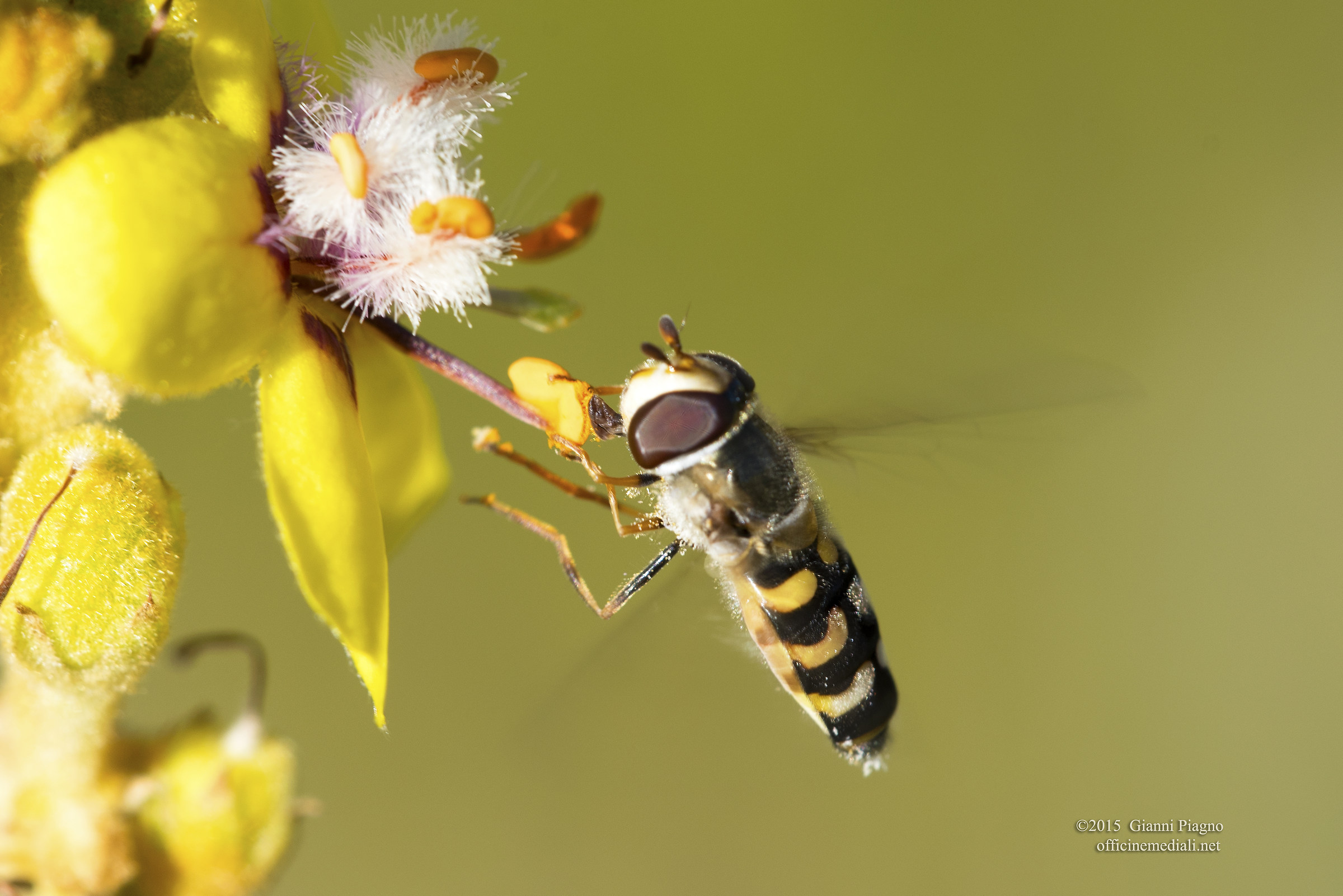 Insects Campo Imperatore