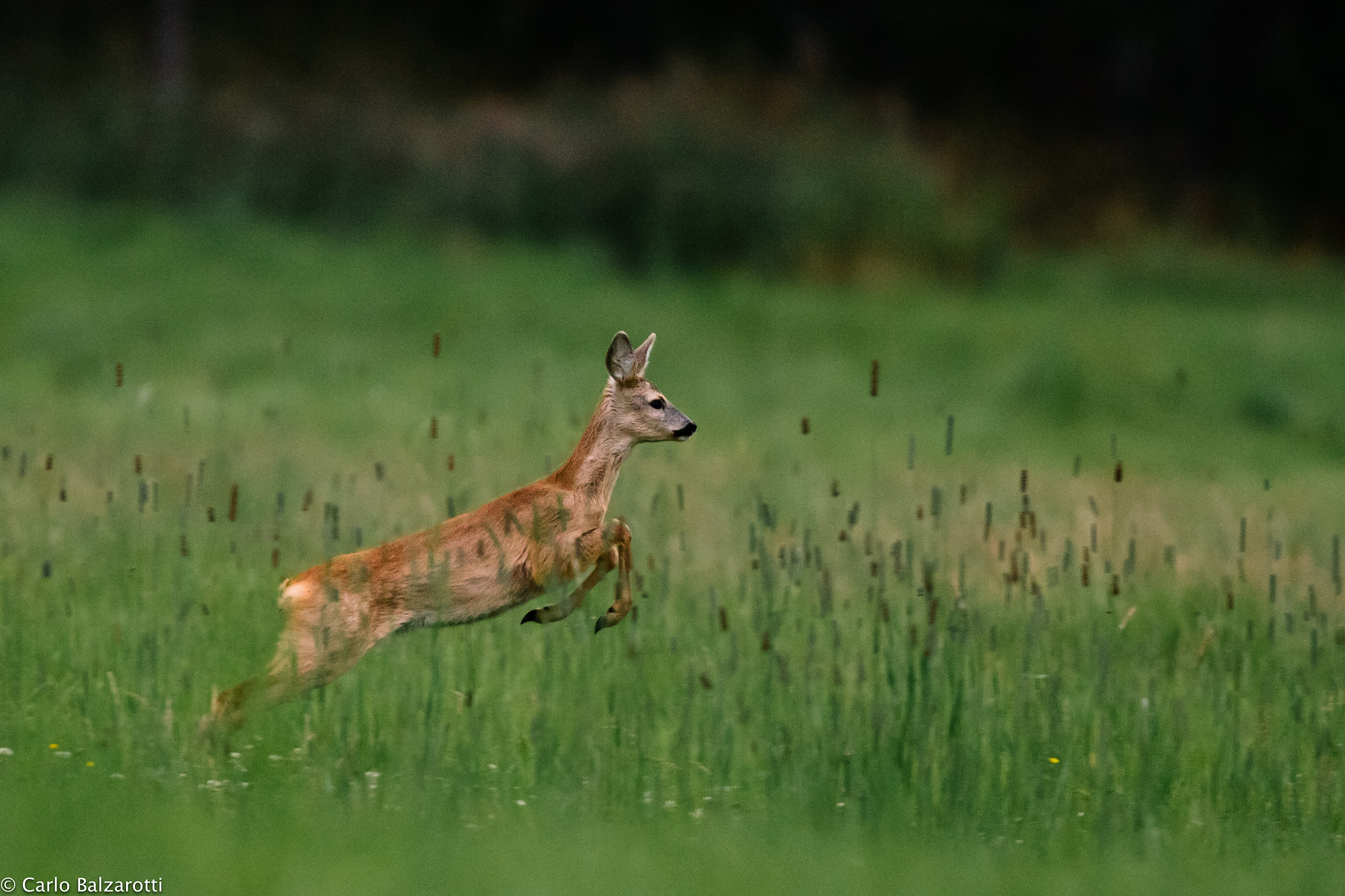 Il balzo del cucciolo