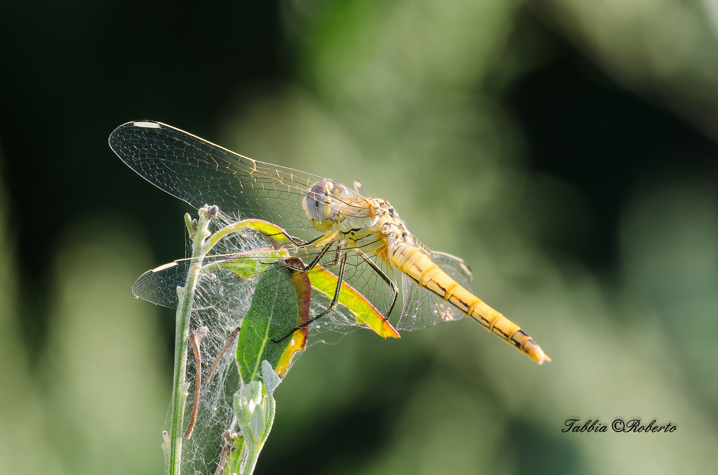 dragonfly