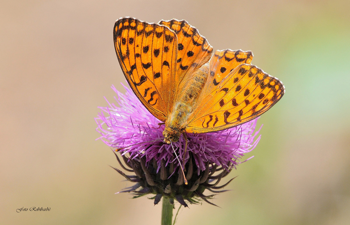 Argynnis (Fabriciana) adippe....