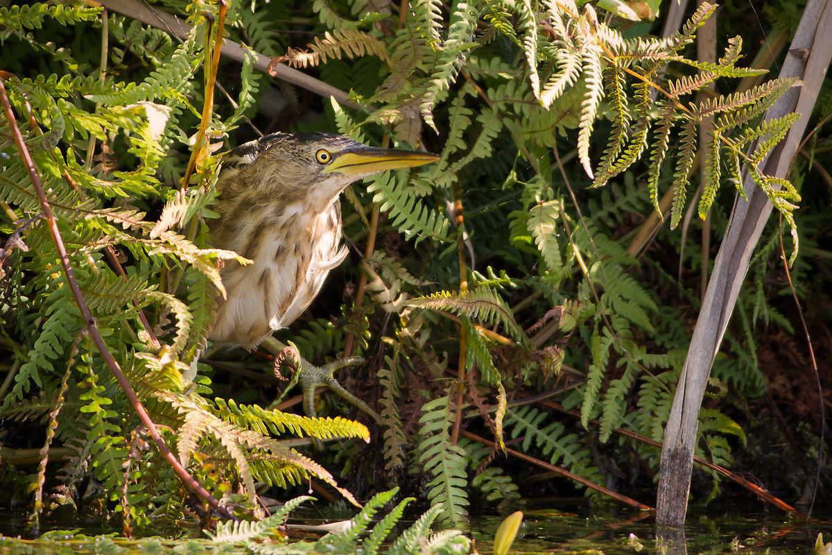 Young set Bittern
