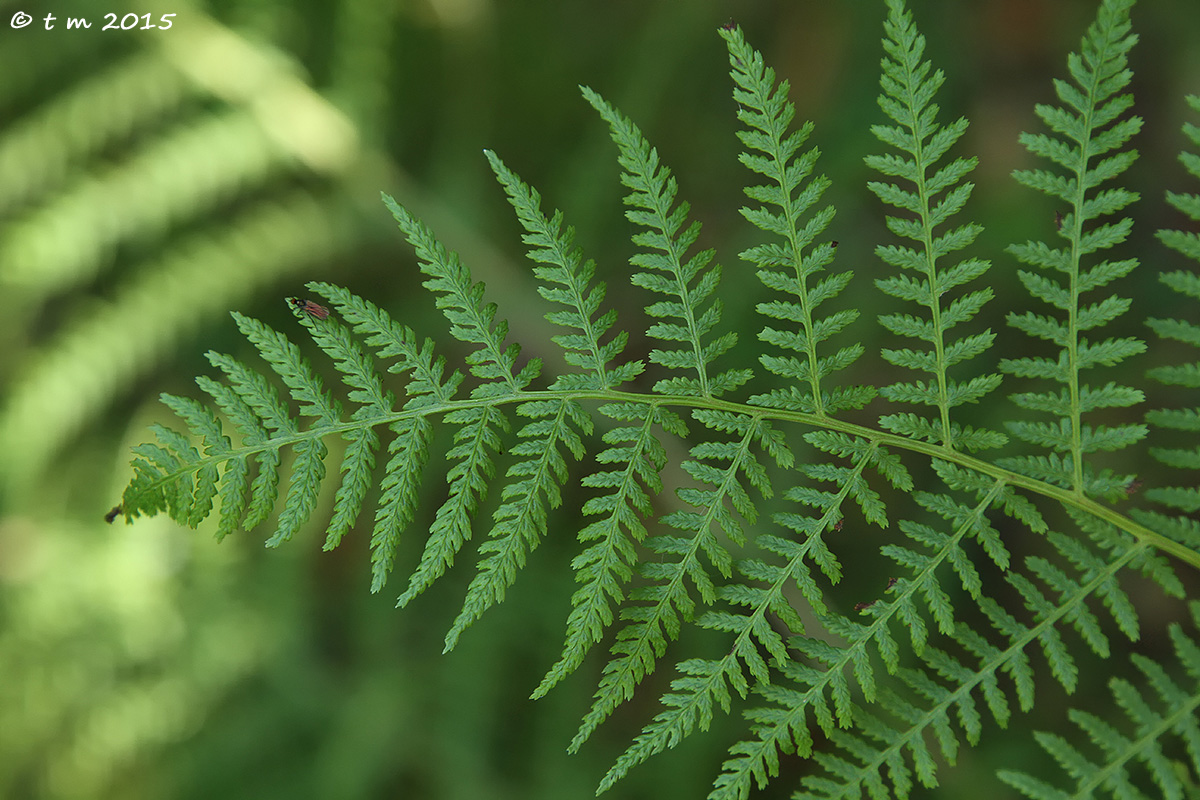Fern