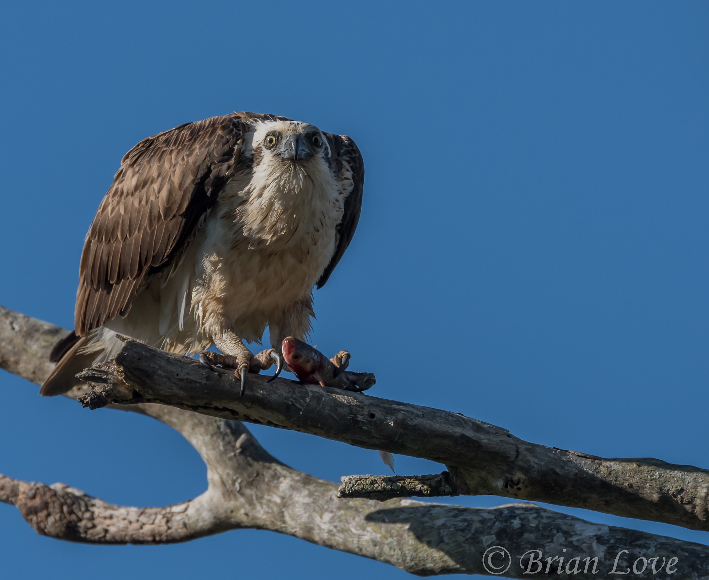 Torna fuori il signor Fotografo questo pesce è mia!