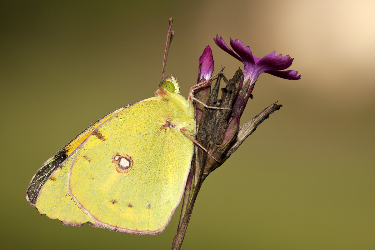 Colias crocea - Into the light