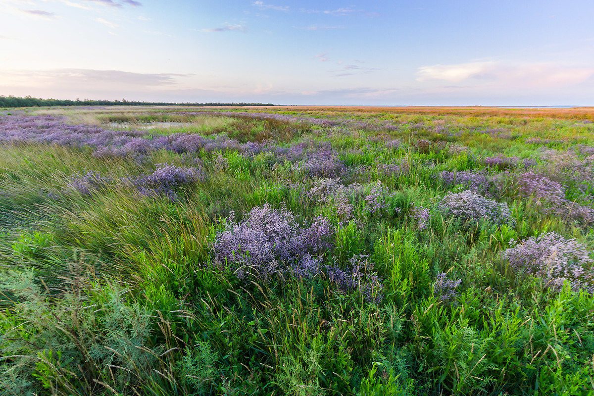 Valle Millecampi, Padova