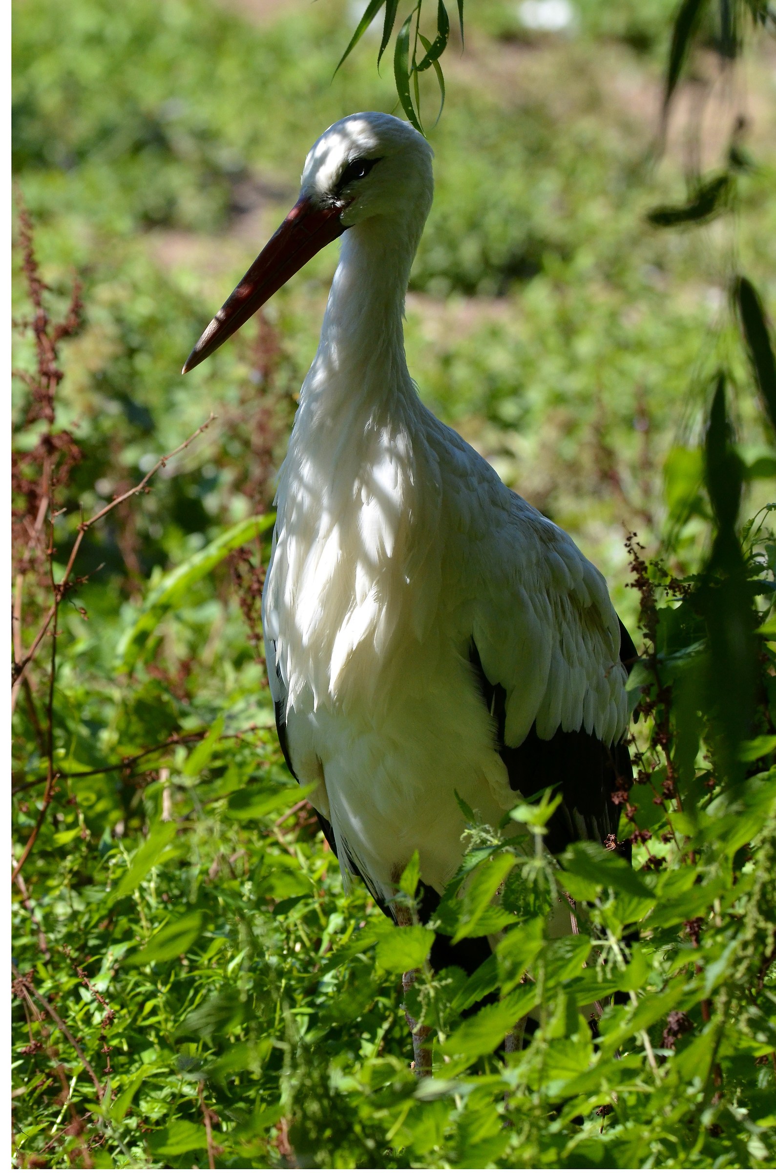 stork