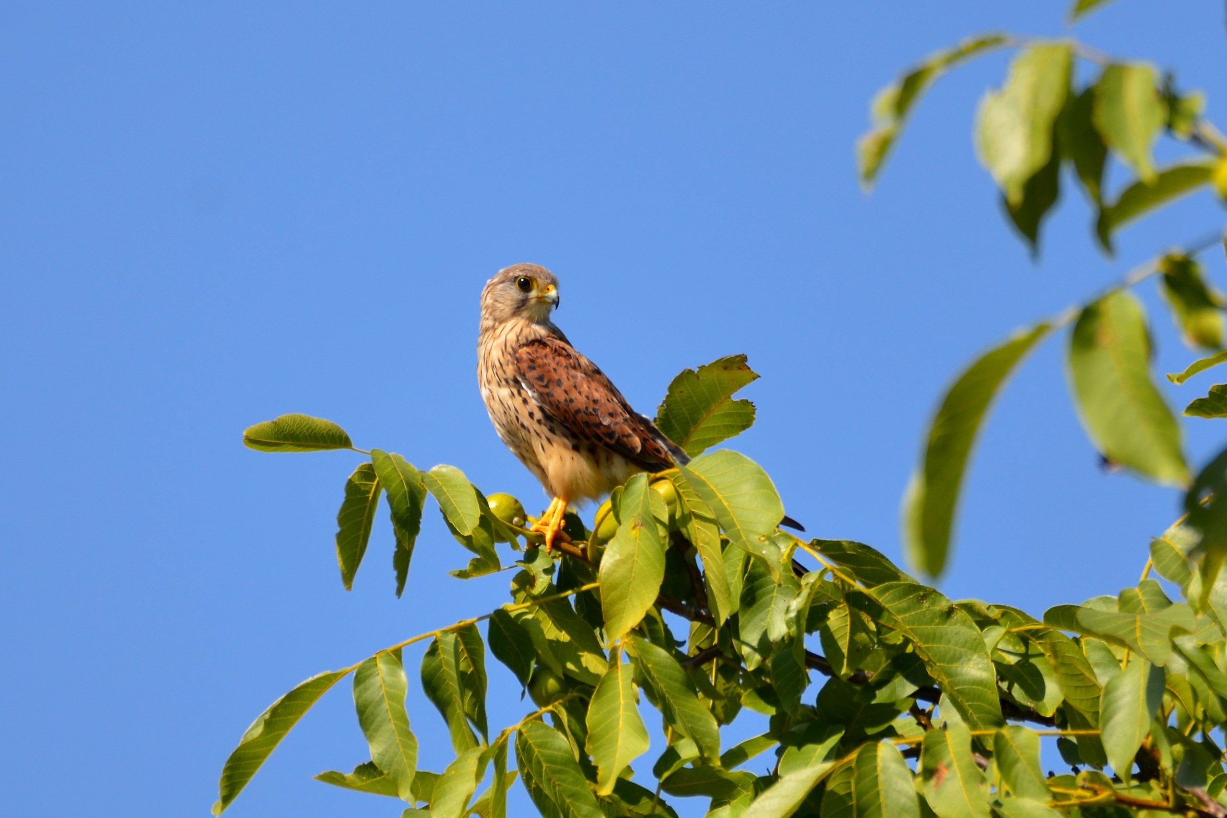 Kestrel