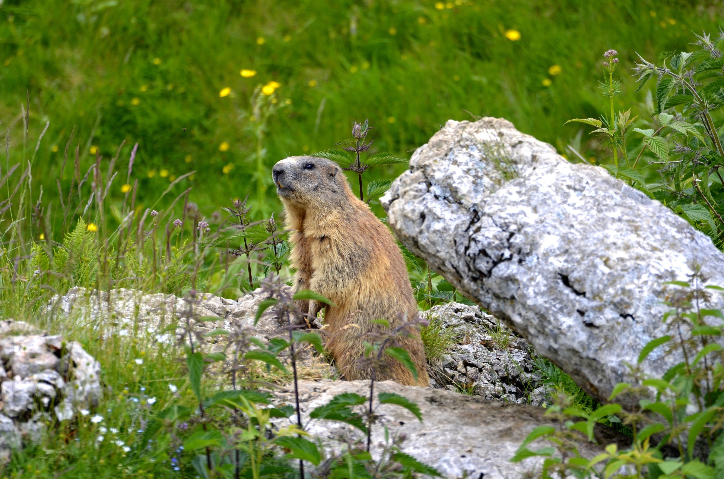 Marmot