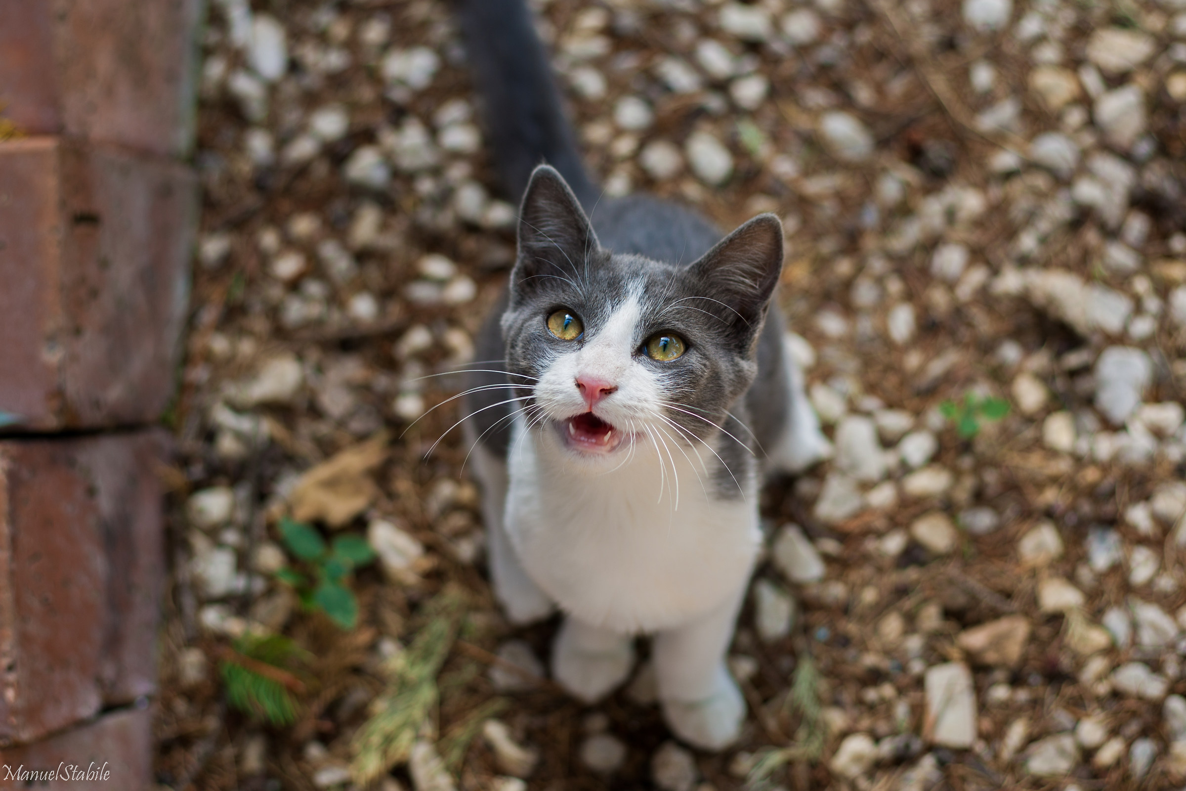 Fammi una foto anche se sono un semplice gatto!