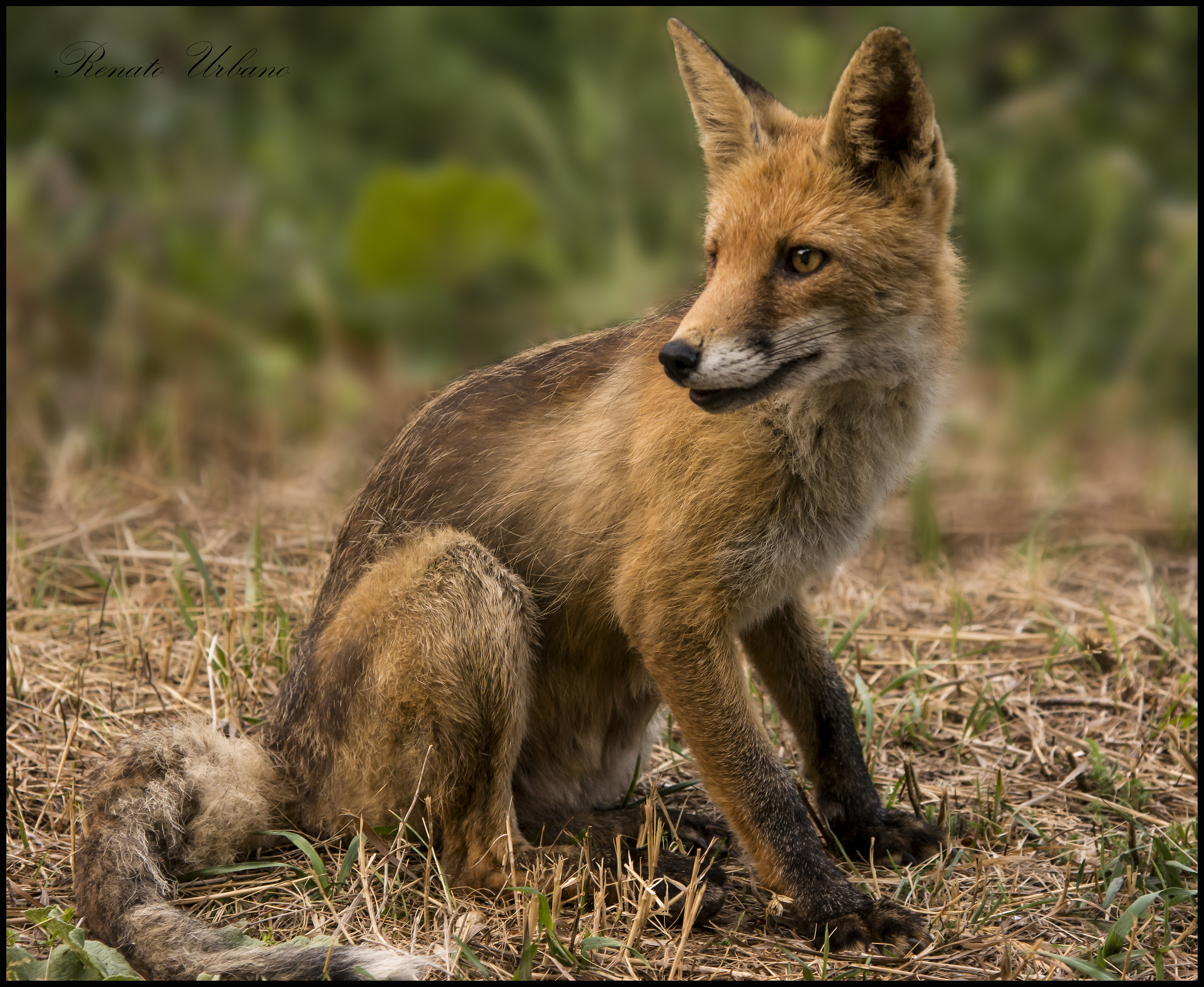 The fox synonymous with cunning