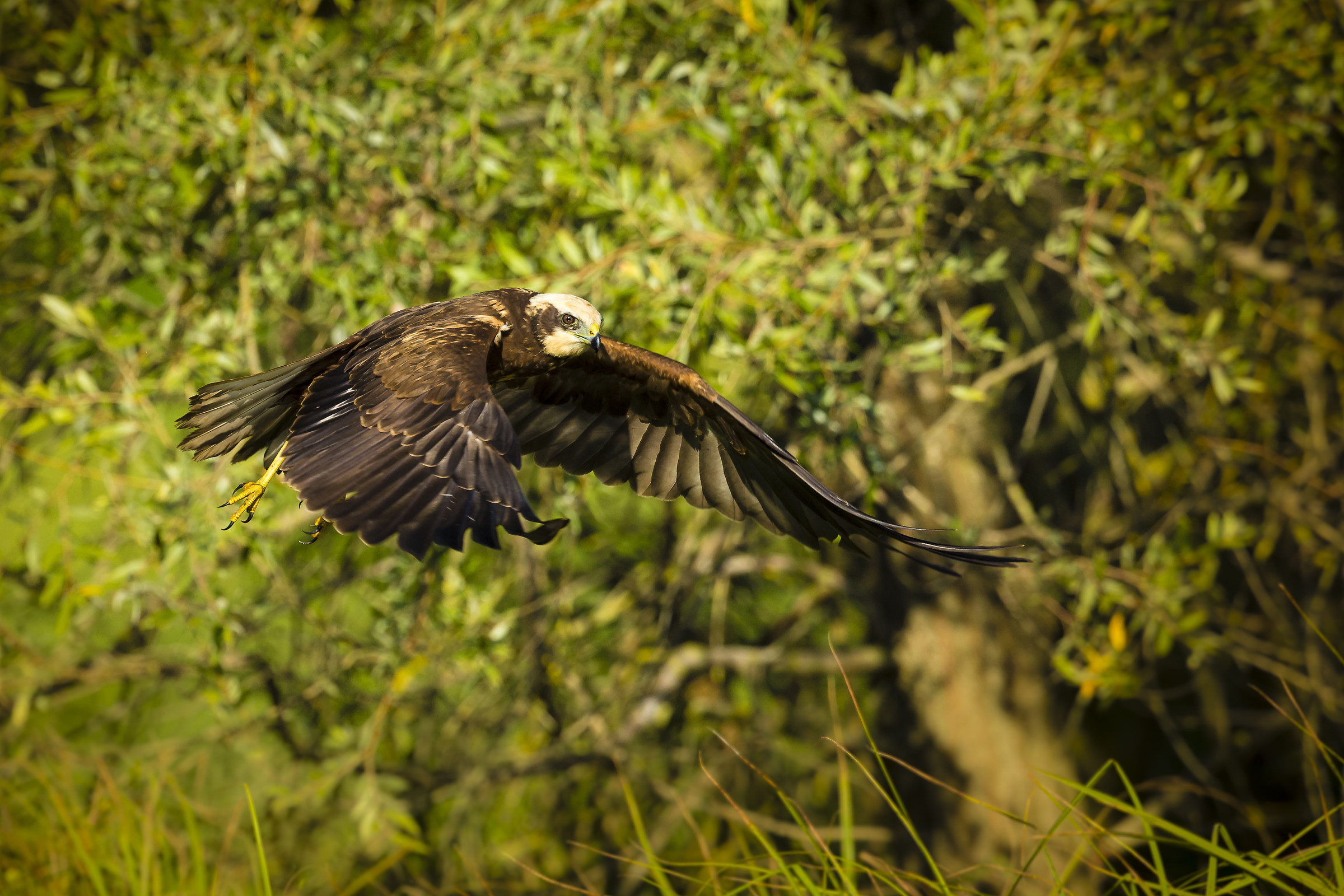 marsh harrier