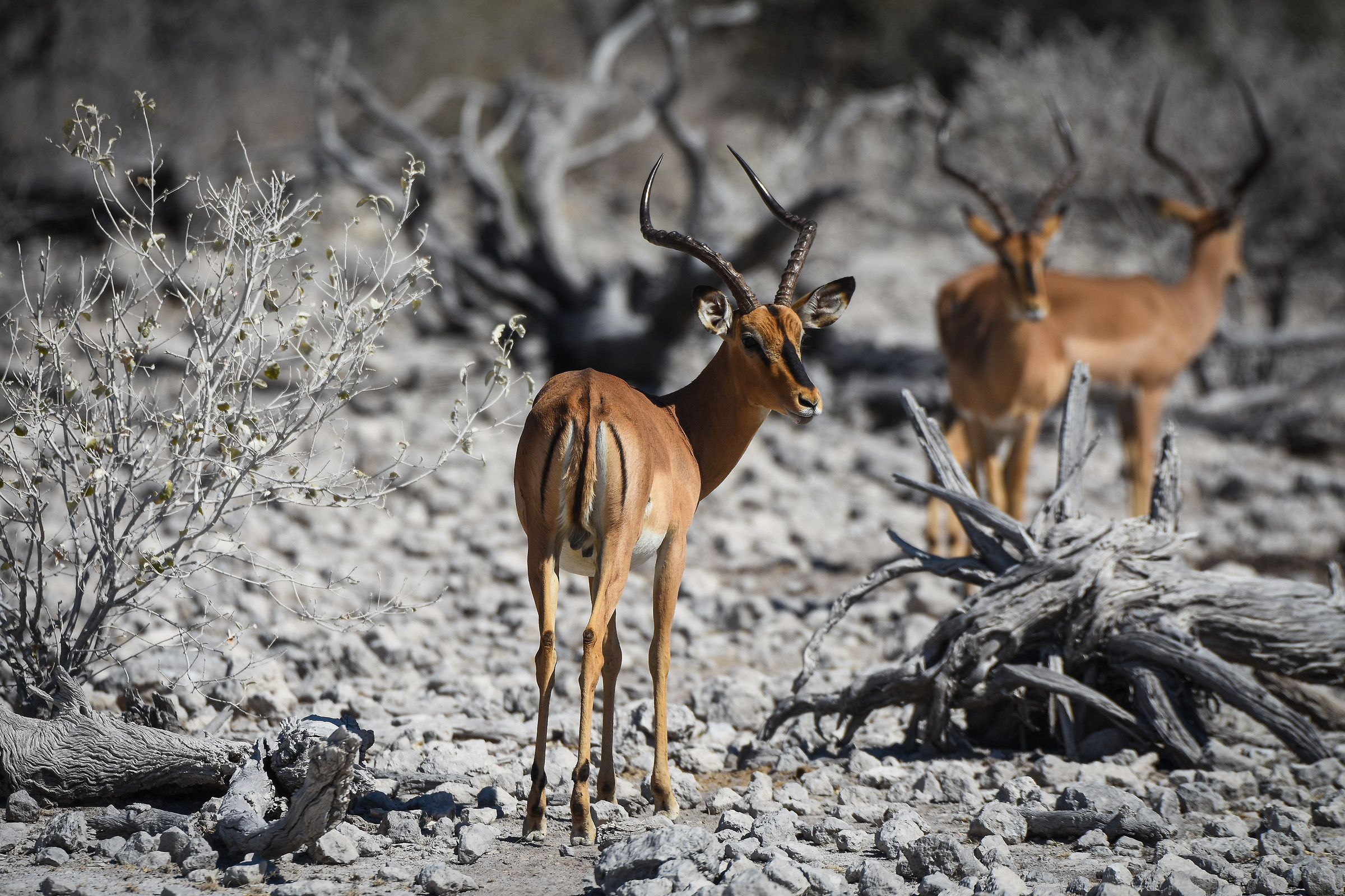 Springboks. Etosha NP, Namibia