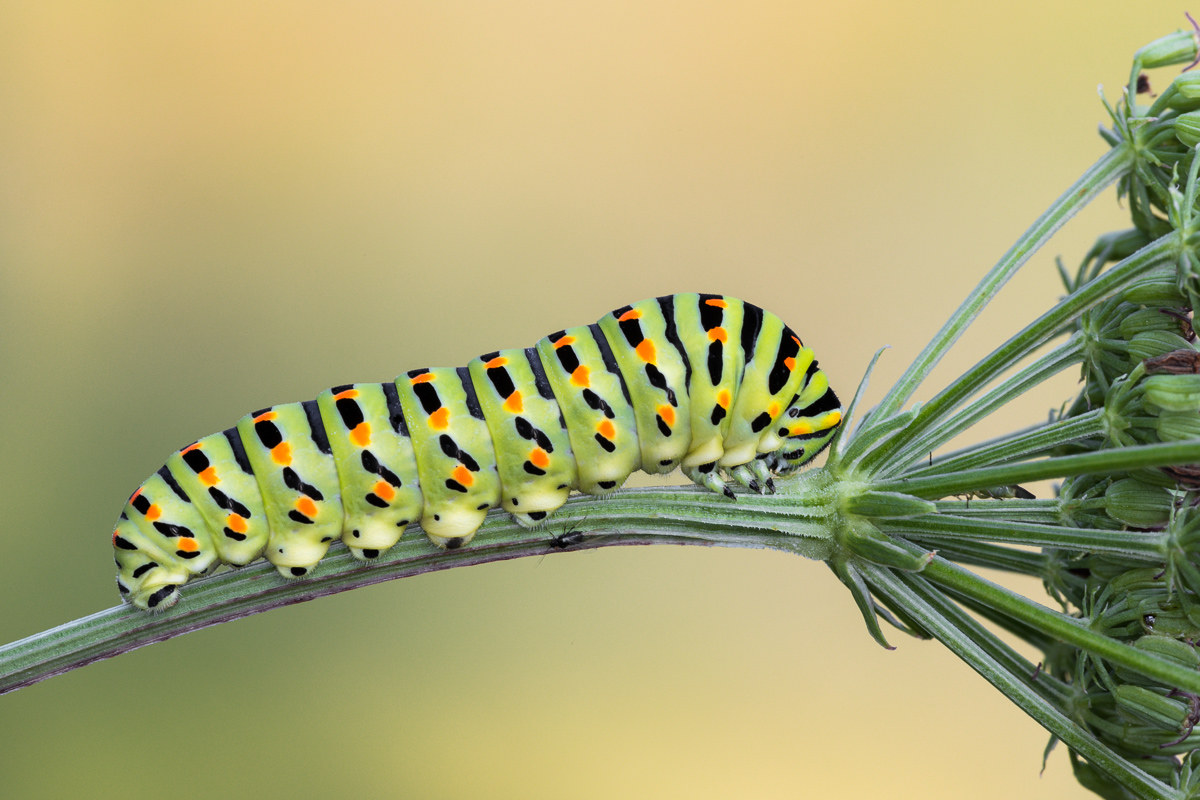 Bruco di Macaone su pianta nutrice...