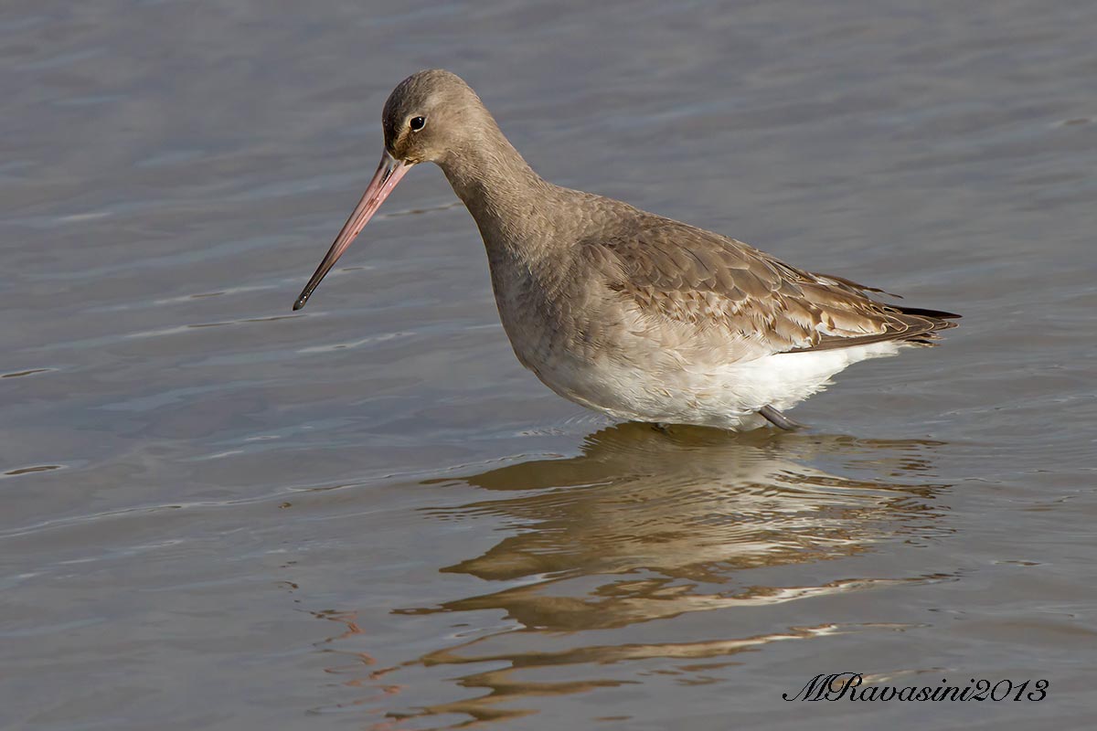 Pittima reale immaturo/secondo calendario