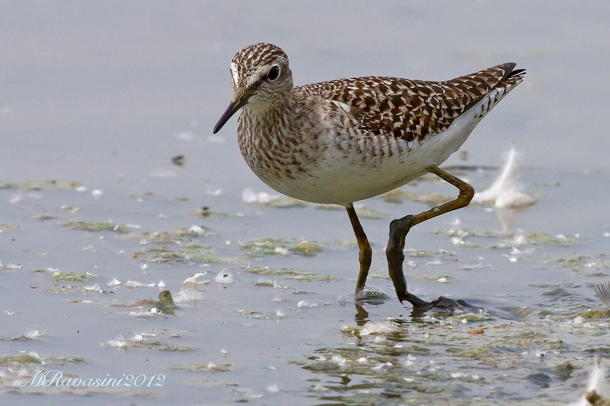 Piro piro boschereccio