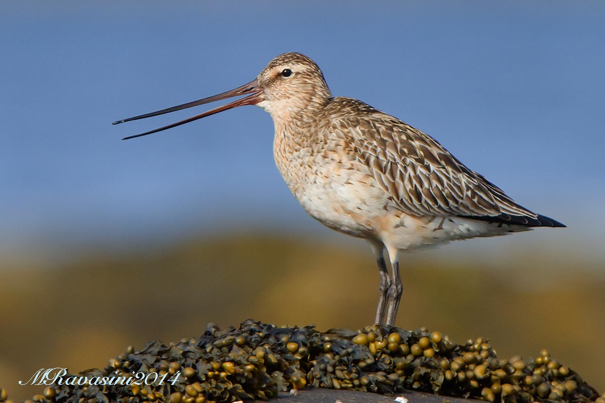 Pittima minore femmina in abito nuziale