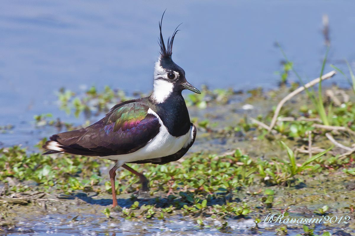 Pavoncella maschio in abito nuziale