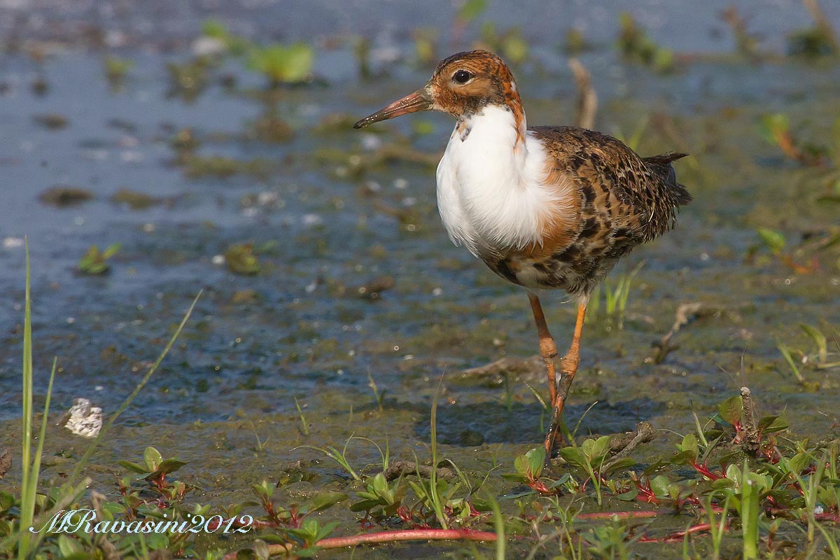 Combattente in abito ascendente (maggio)