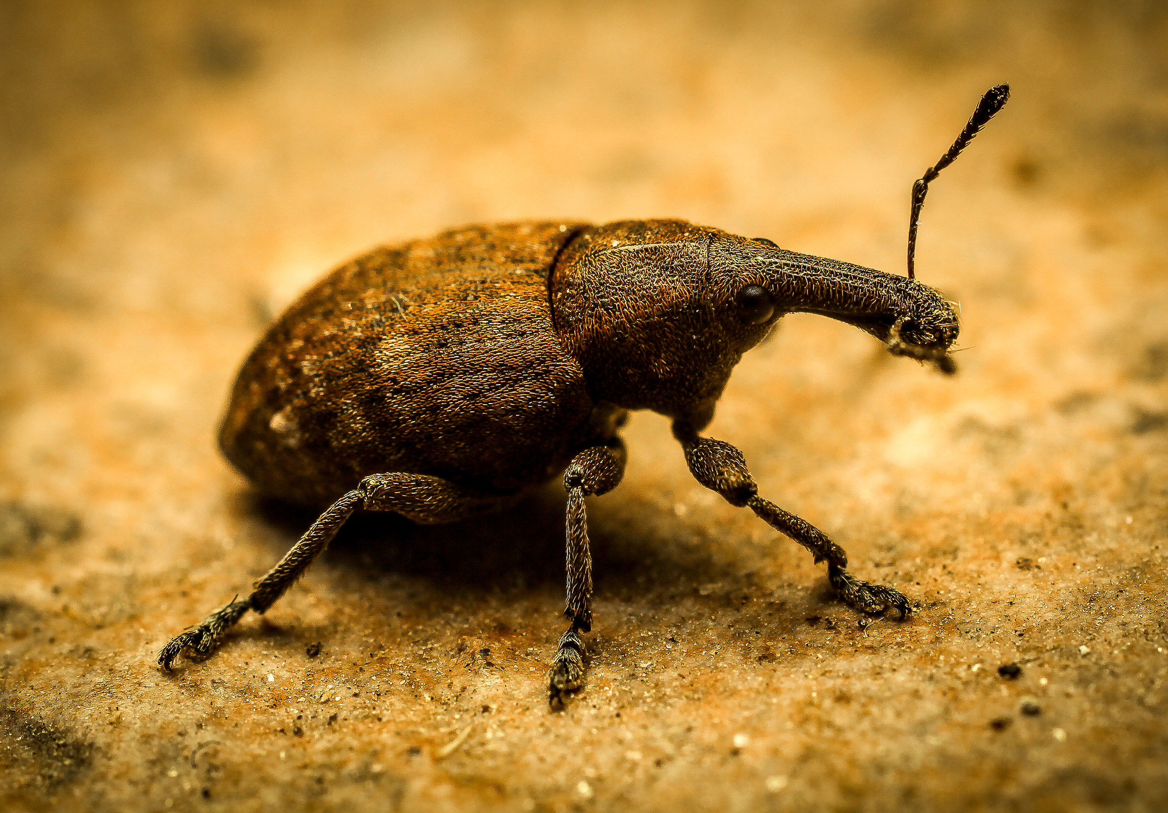 weevil (insect weevil)