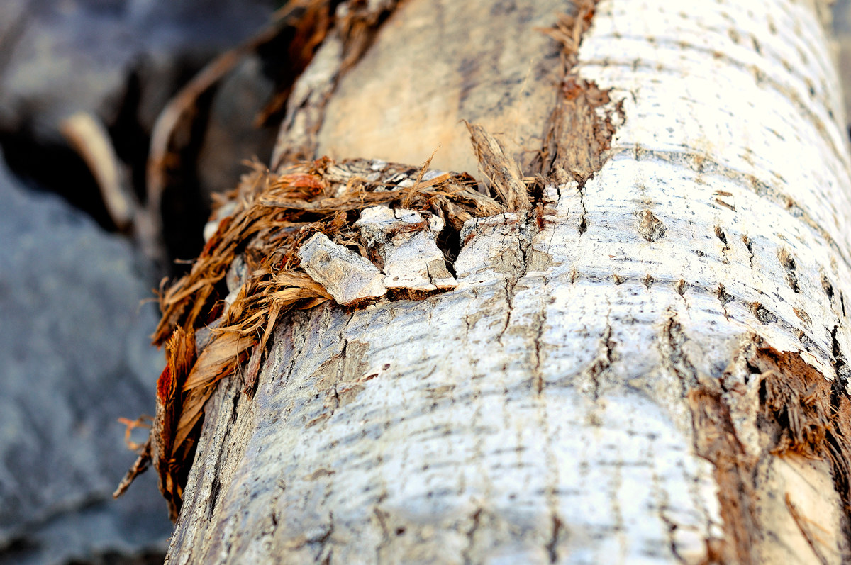 Le mille sfumature del legno -20150610