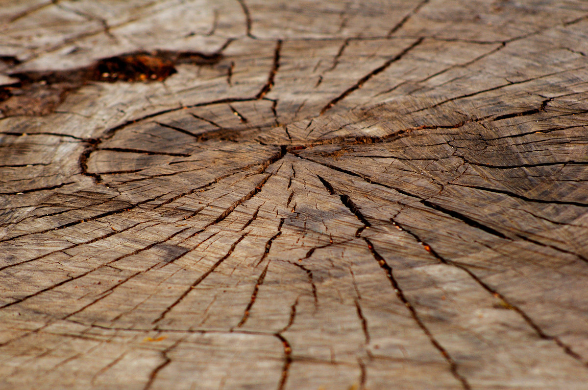 I cerchi della vita - 20150603