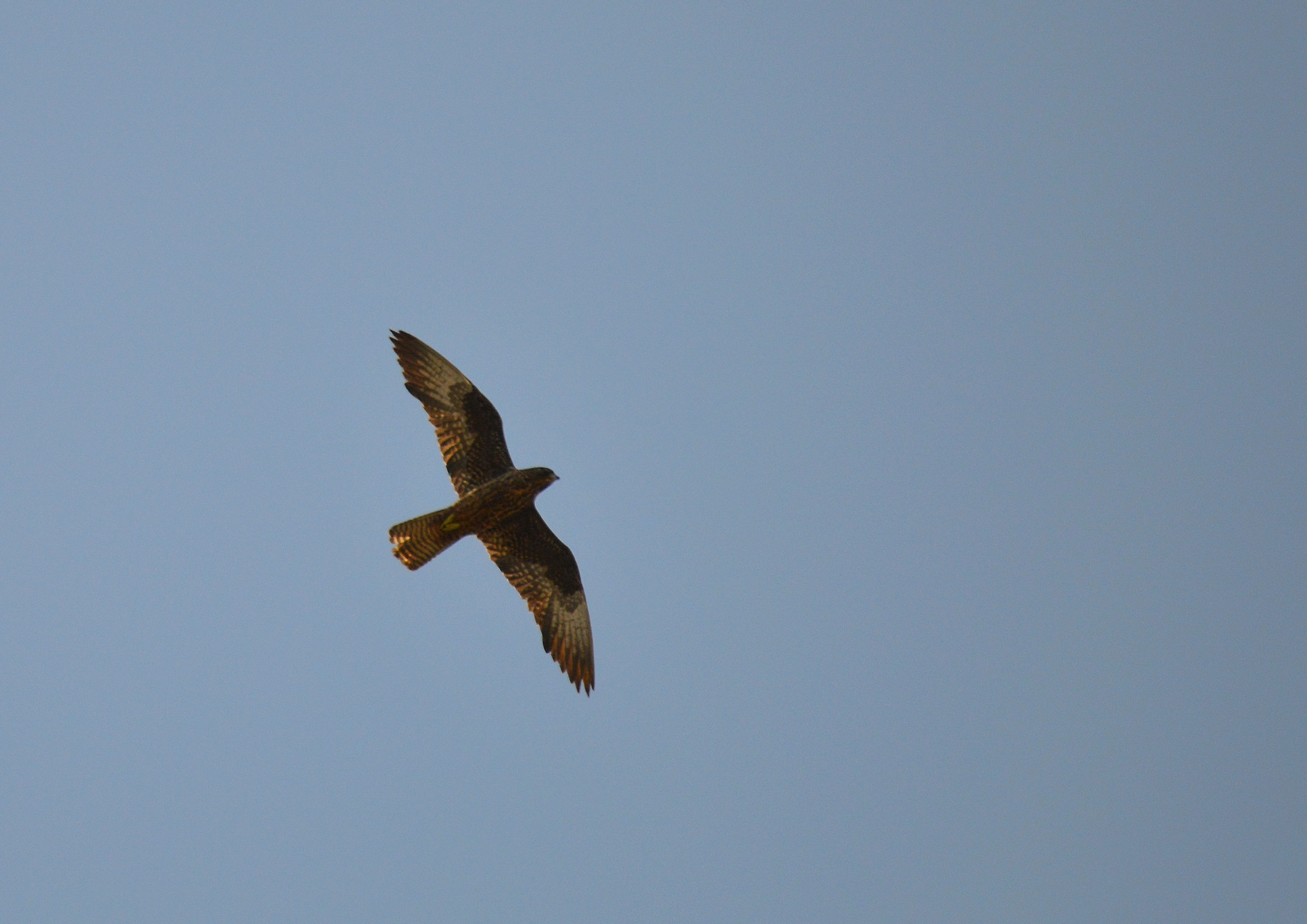 Preadulto of Eleonora's falcon (Eleonora's Falcon)