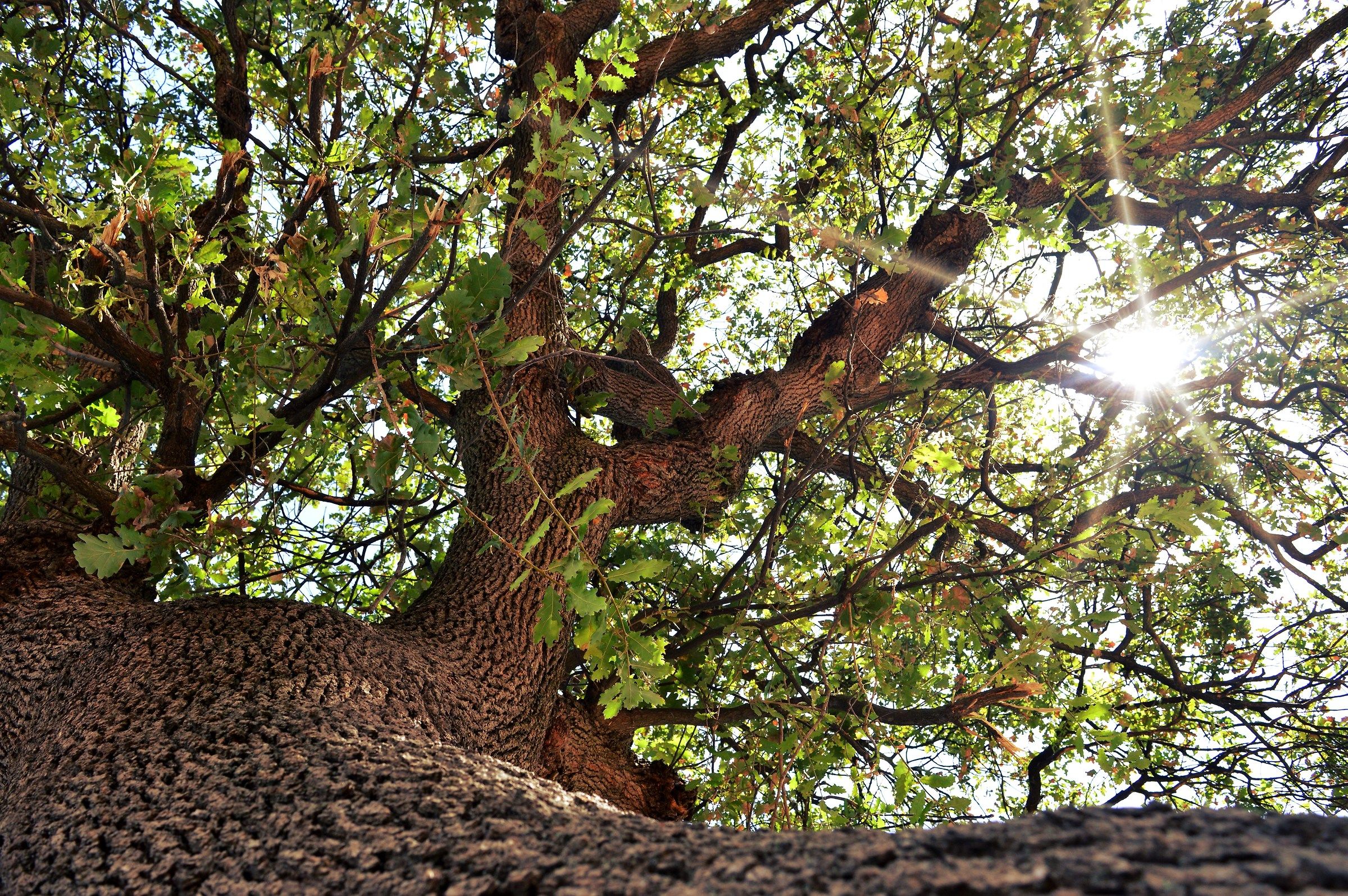 Immersa nella natura