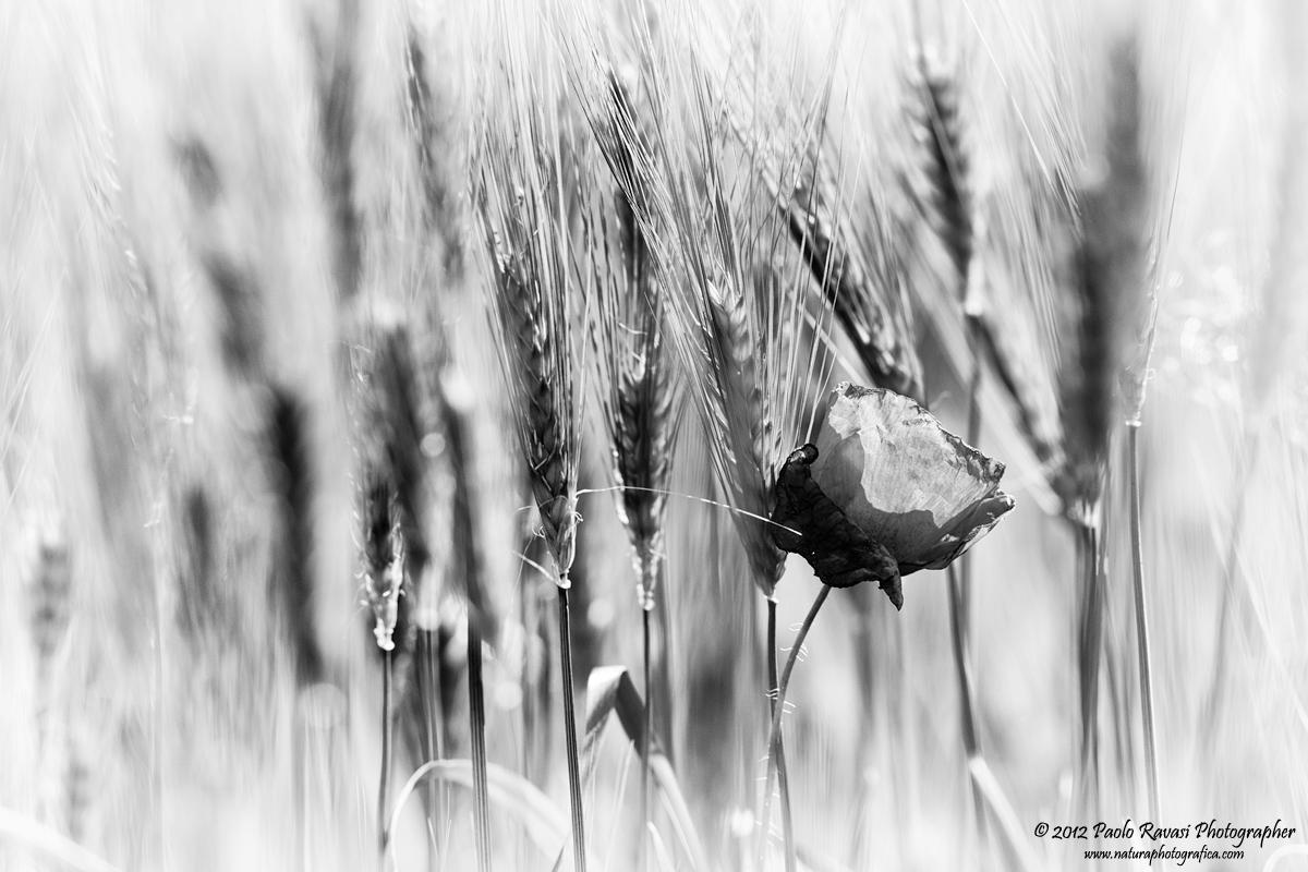 papavero & spighe
