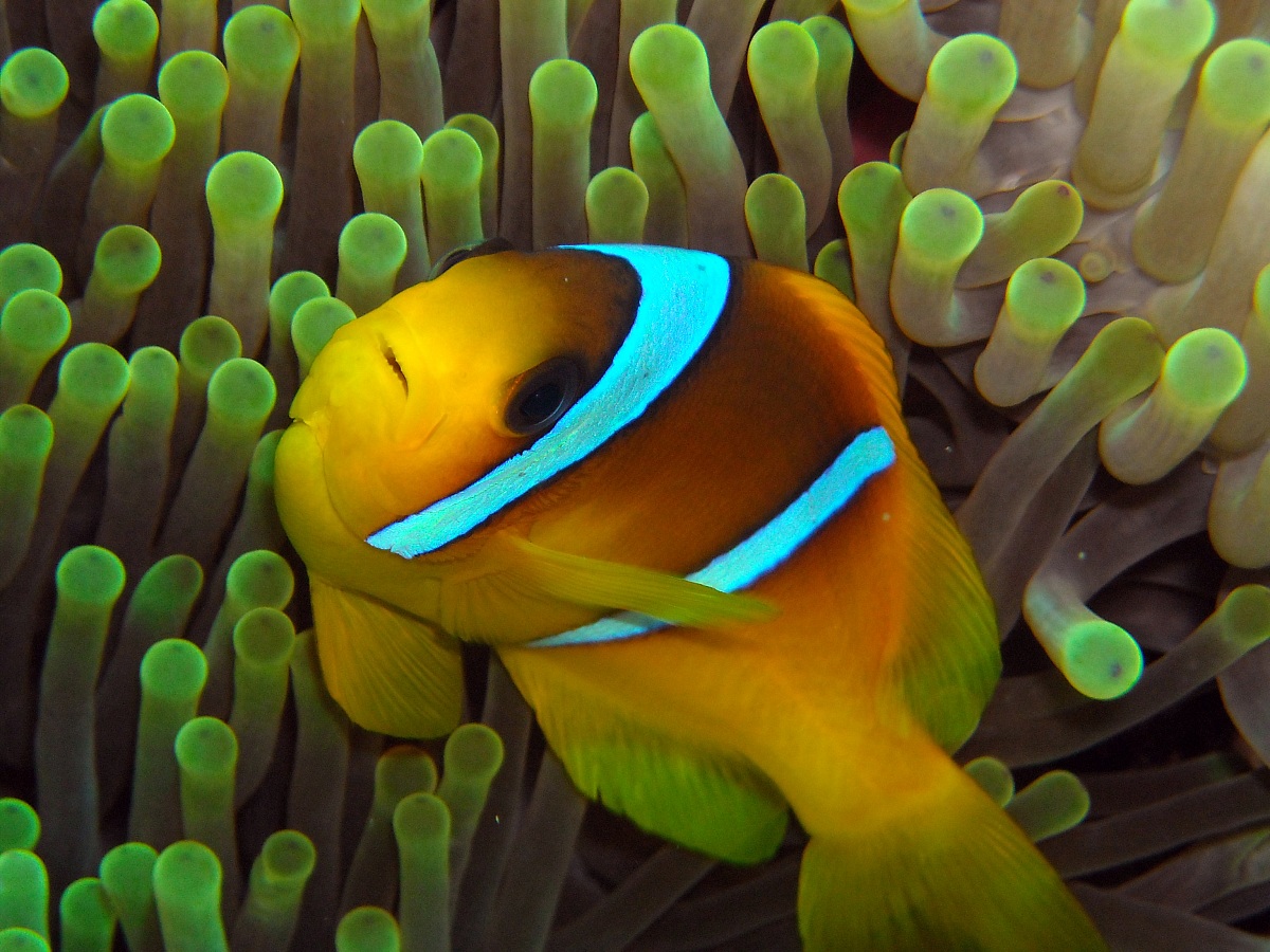The clown and his anemone